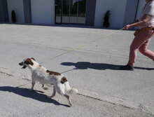 ALVIN, Hund, Mischlingshund in Bulgarien - Bild 20