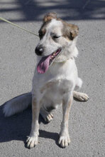 ALVIN, Hund, Mischlingshund in Bulgarien - Bild 21