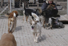ALVIN, Hund, Mischlingshund in Bulgarien - Bild 22