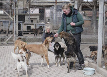ALVIN, Hund, Mischlingshund in Bulgarien - Bild 23