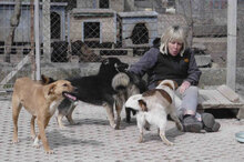 ALVIN, Hund, Mischlingshund in Bulgarien - Bild 24