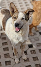 ALVIN, Hund, Mischlingshund in Bulgarien - Bild 25