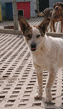 ALVIN, Hund, Mischlingshund in Bulgarien - Bild 26