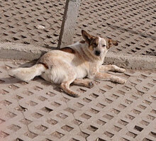 ALVIN, Hund, Mischlingshund in Bulgarien - Bild 27