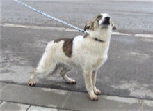ALVIN, Hund, Mischlingshund in Bulgarien - Bild 3