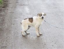 ALVIN, Hund, Mischlingshund in Bulgarien - Bild 6