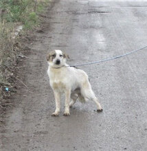 ALVIN, Hund, Mischlingshund in Bulgarien - Bild 7