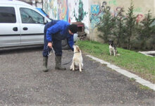ALVIN, Hund, Mischlingshund in Bulgarien - Bild 8