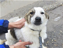 ALVIN, Hund, Mischlingshund in Bulgarien - Bild 9
