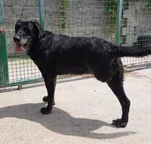MILICA, Hund, Mischlingshund in Kroatien - Bild 3
