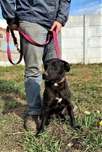 ZORKA, Hund, Mischlingshund in Ungarn - Bild 2