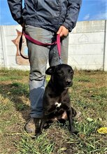 ZORKA, Hund, Mischlingshund in Ungarn - Bild 4