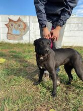 ZORKA, Hund, Mischlingshund in Ungarn - Bild 5