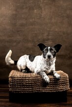 ANDY, Hund, Mischlingshund in Ungarn - Bild 5