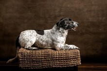 ANDY, Hund, Mischlingshund in Ungarn - Bild 6
