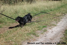 HILDE, Hund, Mischlingshund in Polen - Bild 1