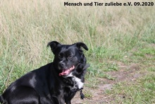HILDE, Hund, Mischlingshund in Polen - Bild 3