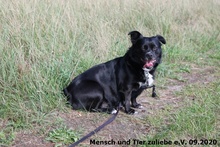 HILDE, Hund, Mischlingshund in Polen - Bild 4