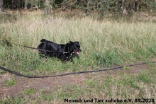 HILDE, Hund, Mischlingshund in Polen - Bild 5