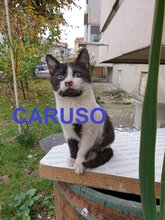 CARUSO, Katze, Europäisch Kurzhaar in Bulgarien - Bild 1
