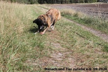 LADY, Hund, Mischlingshund in Polen - Bild 2