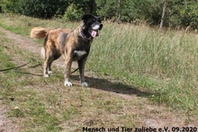 LADY, Hund, Mischlingshund in Polen - Bild 3