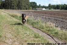 LADY, Hund, Mischlingshund in Polen - Bild 4