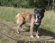 LADY, Hund, Mischlingshund in Polen - Bild 5