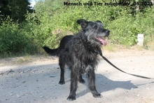 FUSSEL, Hund, Mischlingshund in Polen - Bild 1