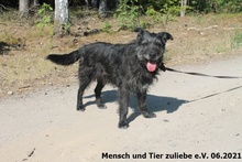 FUSSEL, Hund, Mischlingshund in Polen - Bild 2