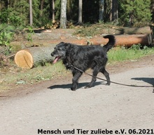 FUSSEL, Hund, Mischlingshund in Polen - Bild 3