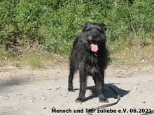 FUSSEL, Hund, Mischlingshund in Polen - Bild 4