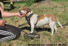 ERNIE, Hund, Dackel-Jack Russell Terrier-Mix in Polen - Bild 1