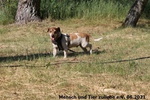 ERNIE, Hund, Dackel-Jack Russell Terrier-Mix in Polen - Bild 3
