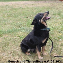JACK, Hund, Mischlingshund in Polen - Bild 2