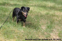 JACK, Hund, Mischlingshund in Polen - Bild 3
