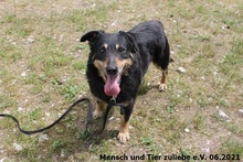 JACK, Hund, Mischlingshund in Polen - Bild 4