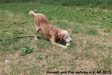 MAURICE, Hund, Jagdhund-Mix in Polen - Bild 1