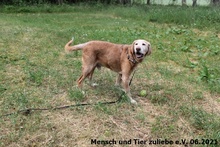 MAURICE, Hund, Jagdhund-Mix in Polen - Bild 2