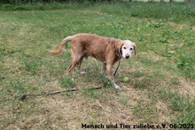 MAURICE, Hund, Jagdhund-Mix in Polen - Bild 3