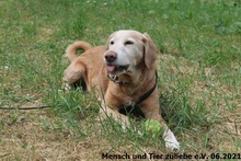 MAURICE, Hund, Jagdhund-Mix in Polen - Bild 4