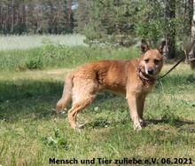 SANDRO, Hund, Deutscher Schäferhund-Mix in Berlin - Bild 1