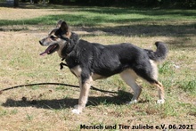 ALINA, Hund, Deutscher Schäferhund-Mix in Polen - Bild 1