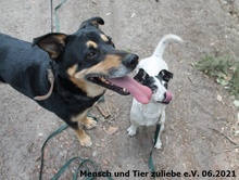 IDIS, Hund, Jack Russell Terrier-Mix in Polen - Bild 1