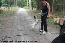 IDIS, Hund, Jack Russell Terrier-Mix in Polen - Bild 3