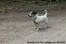 IDIS, Hund, Jack Russell Terrier-Mix in Polen - Bild 5