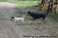 TIZIAN, Hund, Mischlingshund in Polen - Bild 3