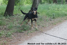 TIZIAN, Hund, Mischlingshund in Polen - Bild 5