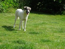SOPHIE, Hund, Mischlingshund in Kreuztal - Bild 10