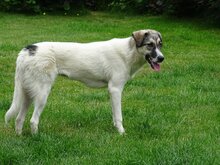 SOPHIE, Hund, Mischlingshund in Kreuztal - Bild 11